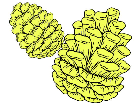 Two Yellow Pinecones